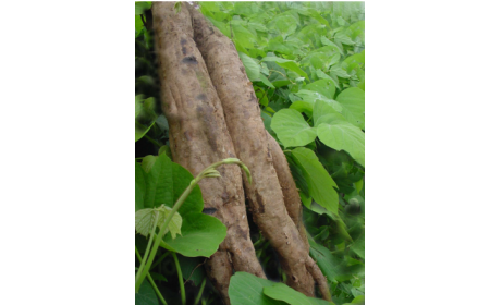 吃了這么多年的野生葛根粉，你吃對(duì)了嗎？