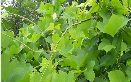 七夕寵妻狂魔就選它！二月風(fēng)雙有機野生葛根粉，健康又有文化味 