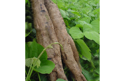 長期吃葛粉是養(yǎng)生還是傷身？科學解讀它的三大益處，讓你吃得更明白！