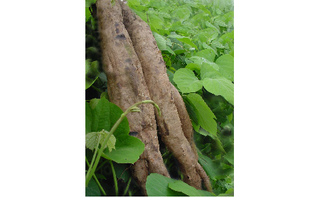 正宗的野生葛根粉，本質(zhì)是淀粉嗎？探秘千年本草中的自然饋贈
