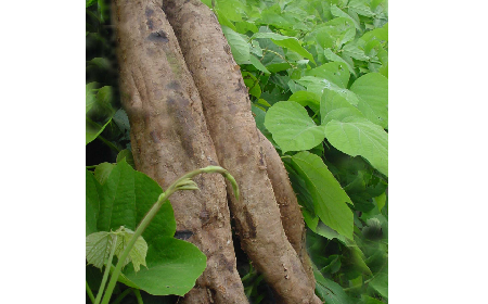葛粉是什么？解鎖這份藏著千年文化與養(yǎng)生智慧的天然食材