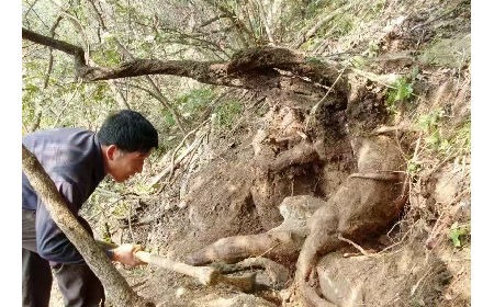 藏在隨州深山里的自然饋禮：二月風(fēng)有機(jī)野生葛根粉，守護(hù)孩子純粹成長(zhǎng)