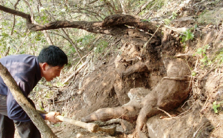 深山藏珍，二月風(fēng)正在大量收購寒冬野生葛根